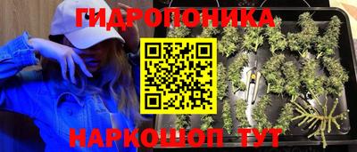 шишки Будённовск